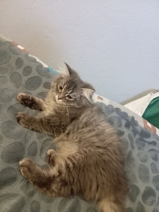 Сибирски  котета (сребърно