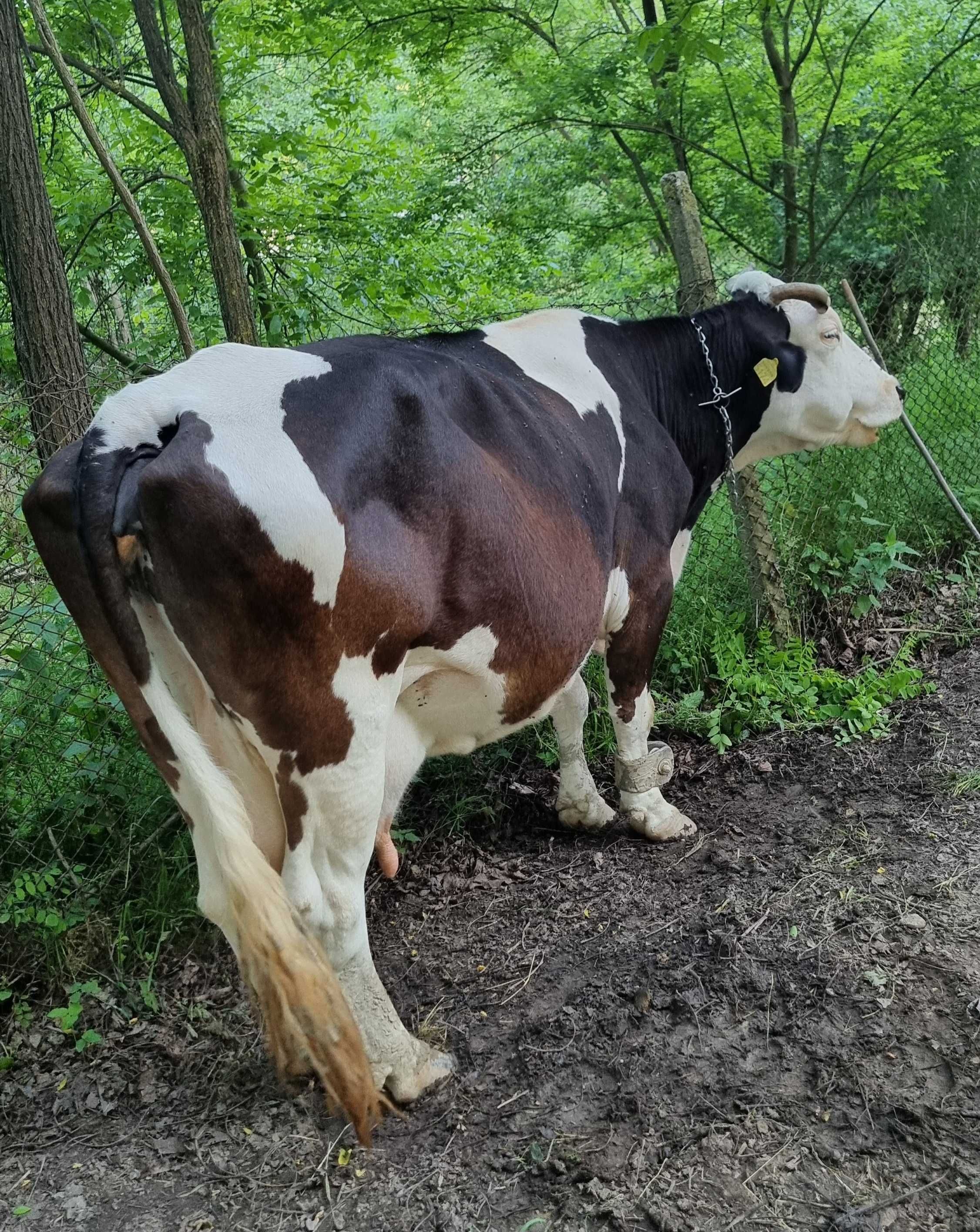 Vand vaca buna de lapte