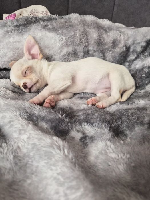 Чихуахуа  момиченце