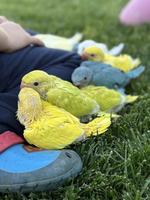 Pui blanzi papagali micul alexandru obisnuiti cu copiii Alexander