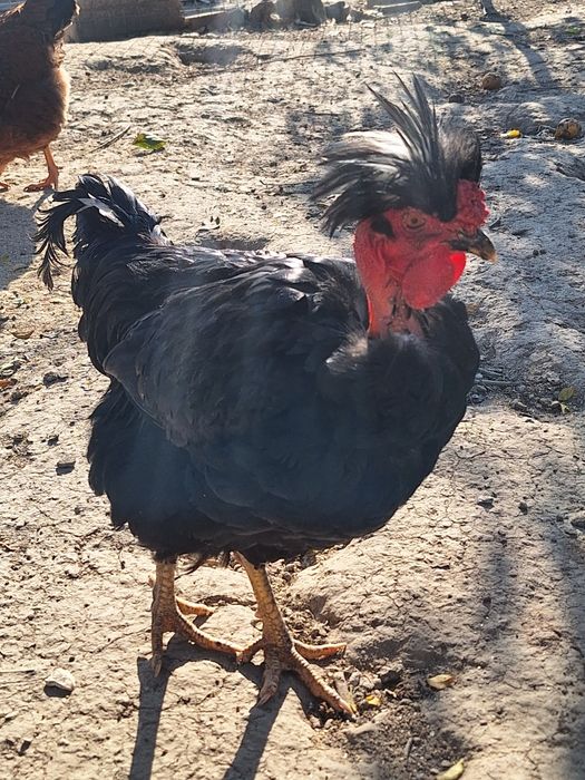 Cocoși,pui ,rațe carcasă