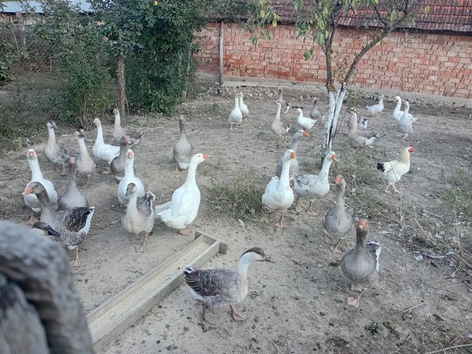 Vând gaste Americane și Românești.