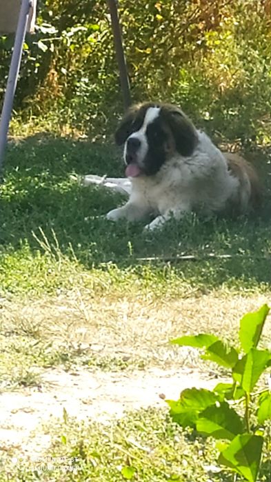 Продам сенбернара