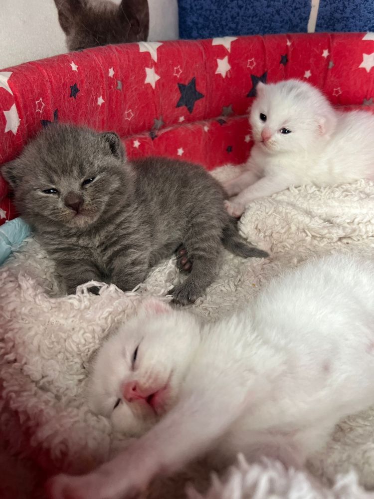 Pisictute British Shorthair