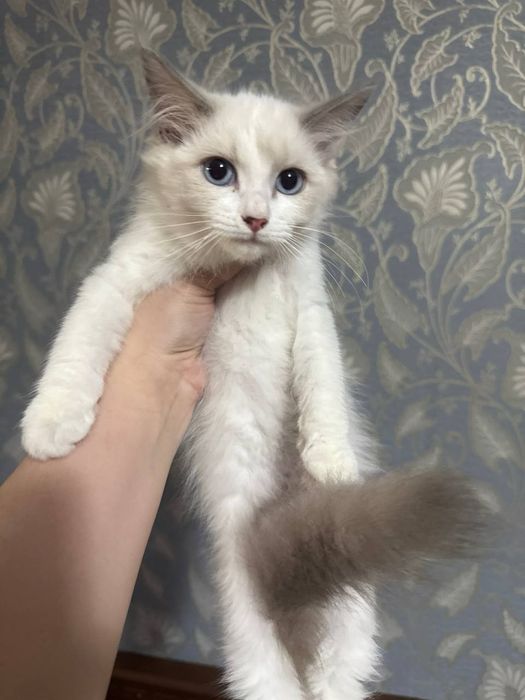 Продаются рэгдоллы