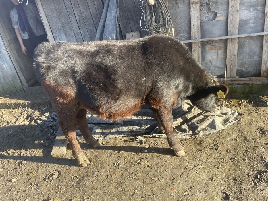 Vițel angus, Vârsta 6 luni