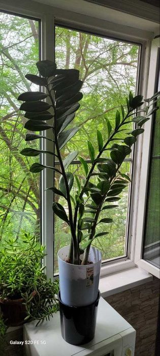 Растение Замиокулькас 2 горшка