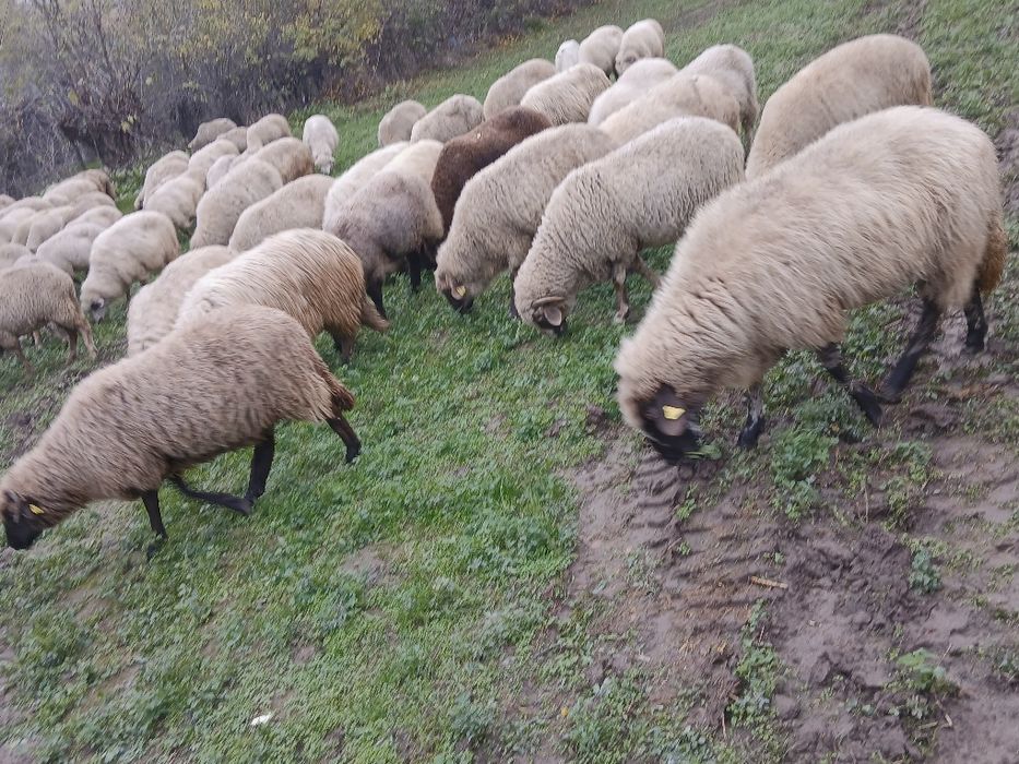 Vand oi bune de ținut