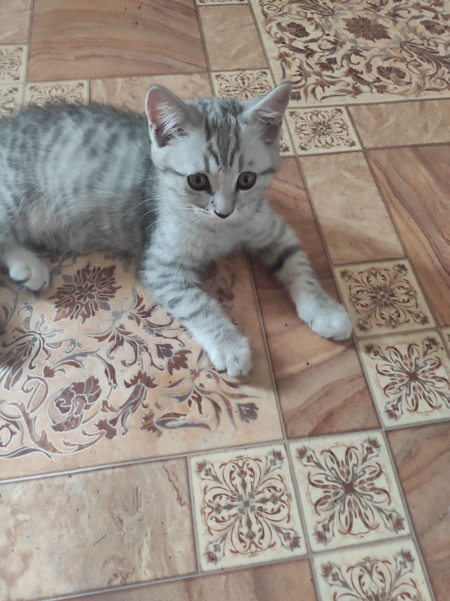 Продаются котята