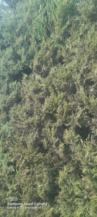 Archa kesish bog'bonlik hizmatlari