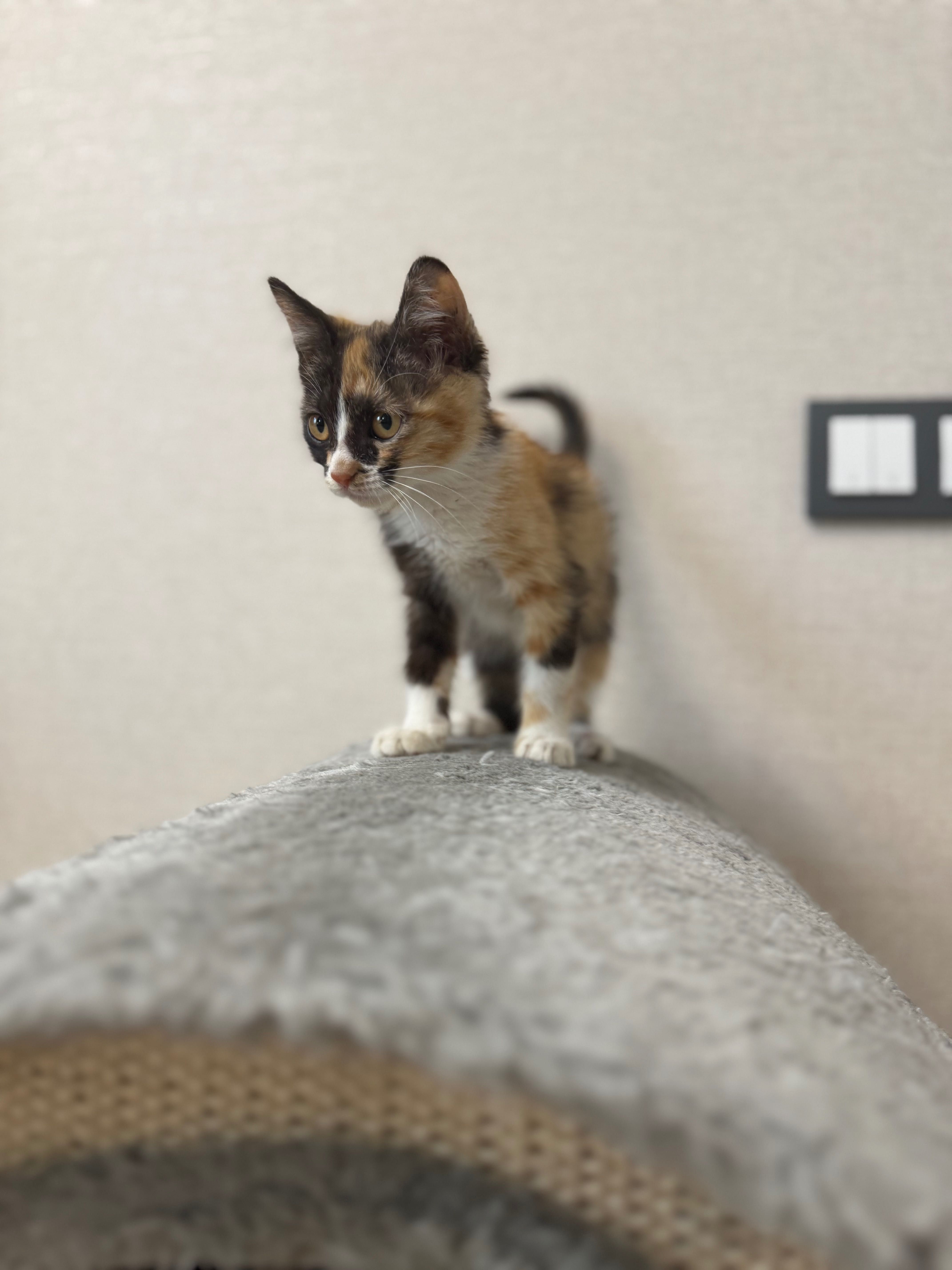 Котенок в добрые руки