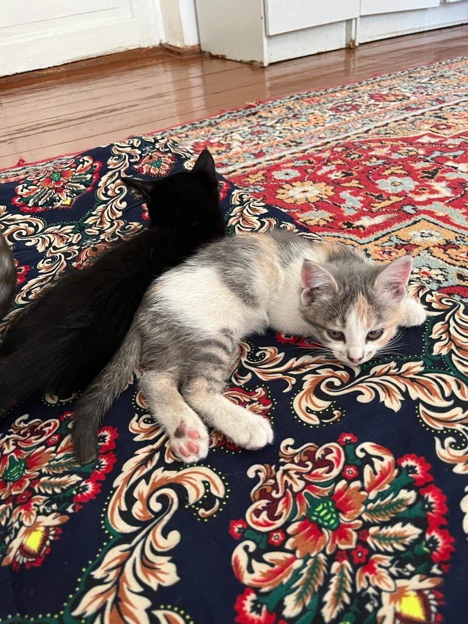 Котята бесплатно