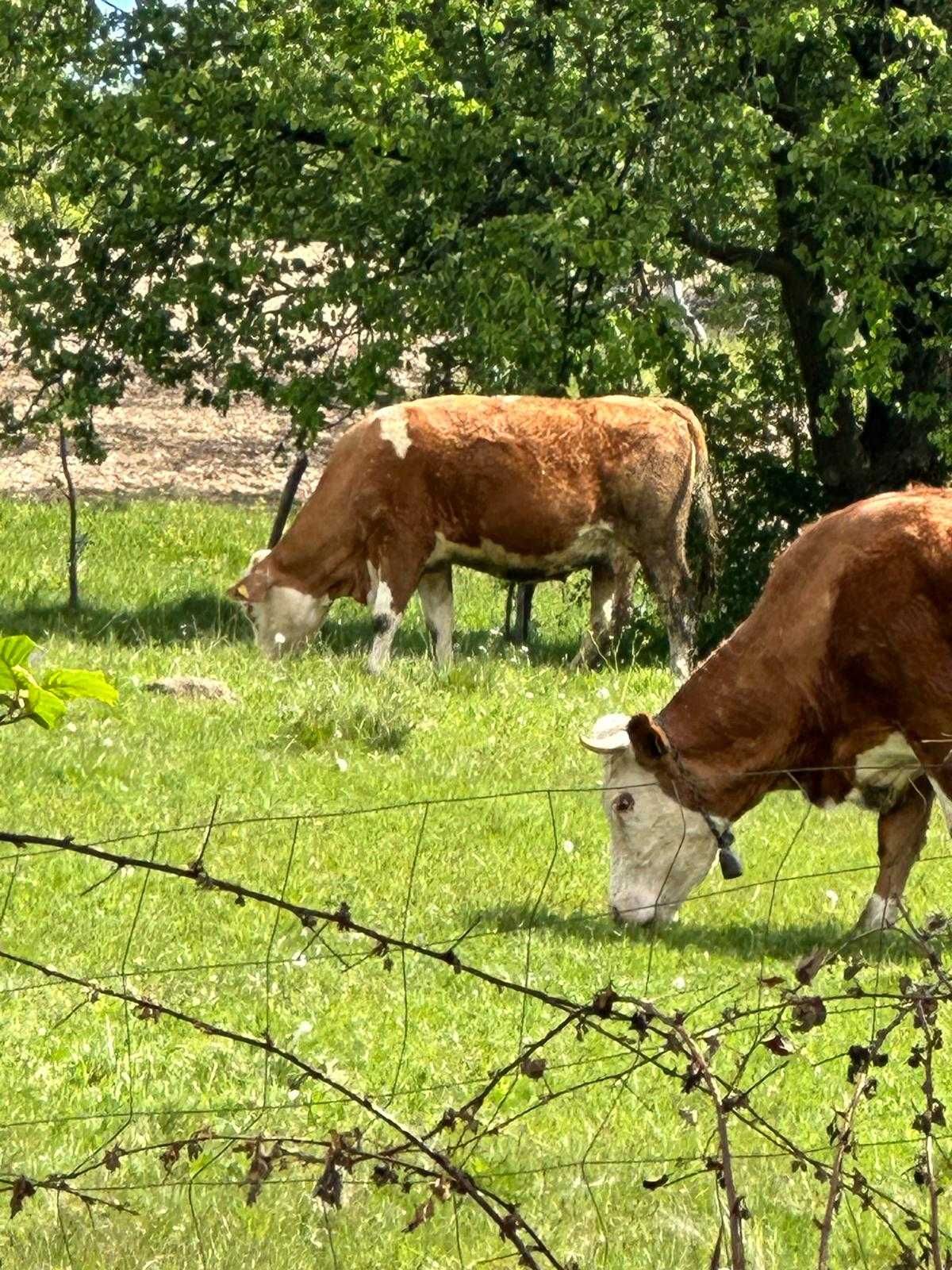 Vand vaca gestanta baltata romaneasca