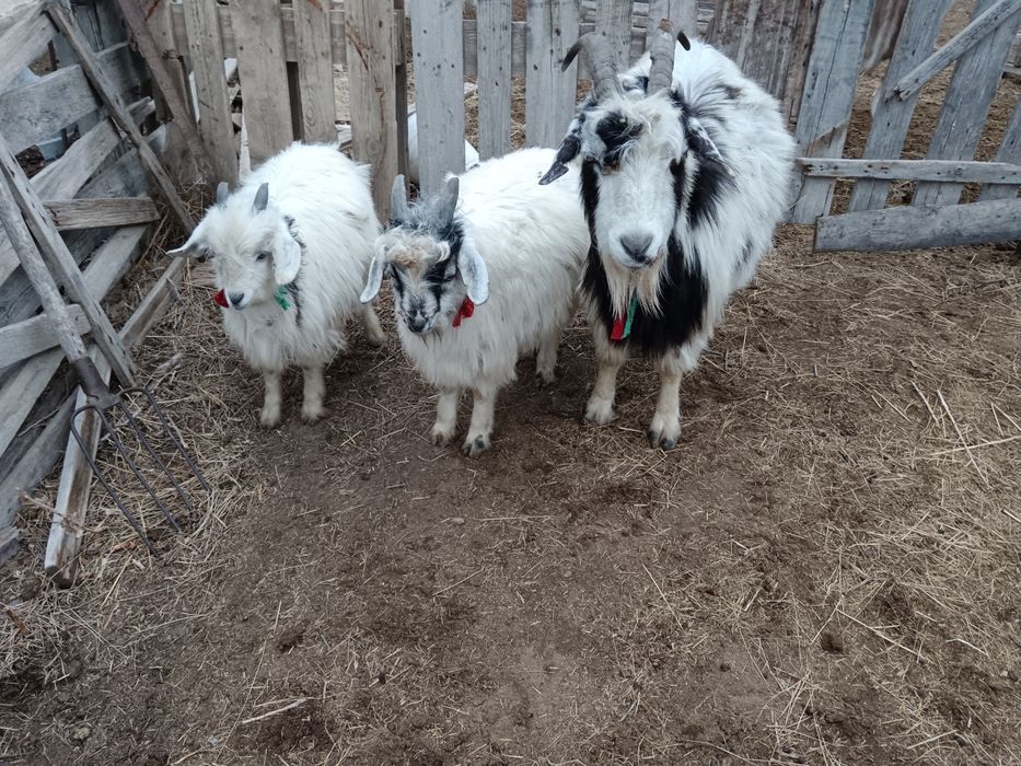 Ешкі сатылады егіз лағымен