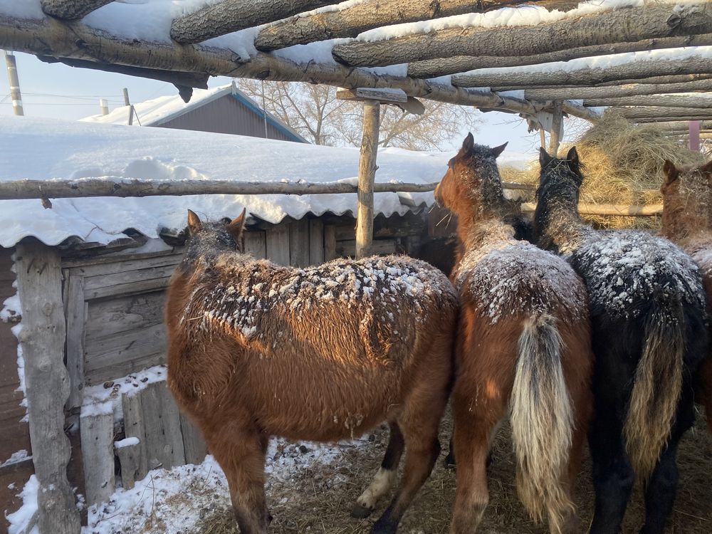 Продам жеребят, кобылки