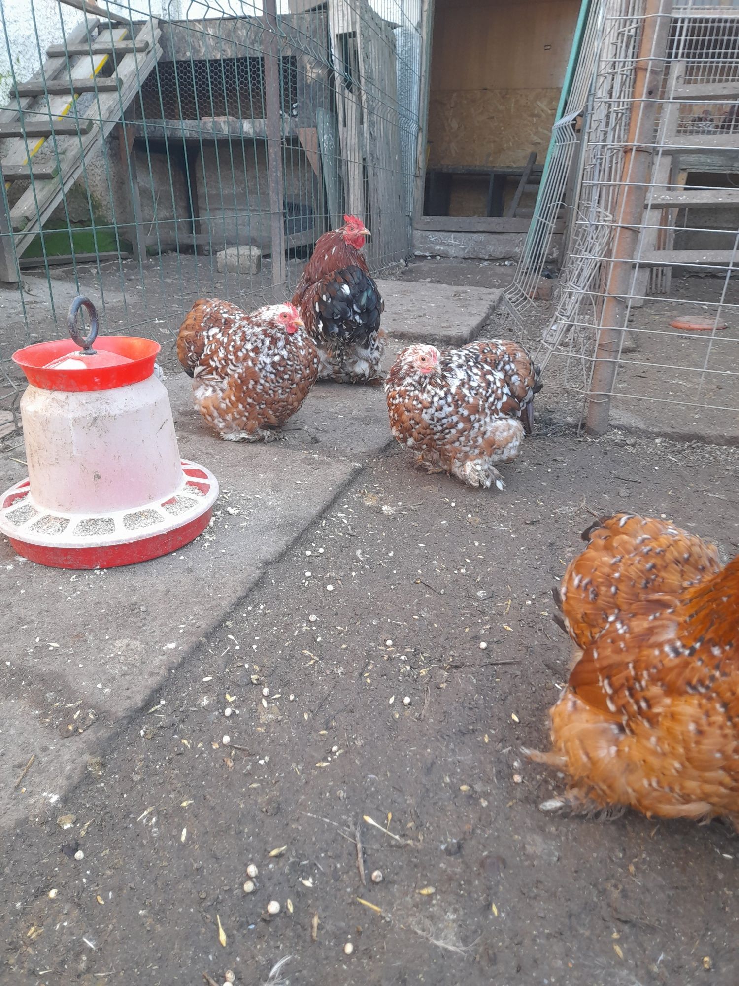 Ouă și pui Cochinchina Pitic negru bobat și porțelan, Mii de Flori Por