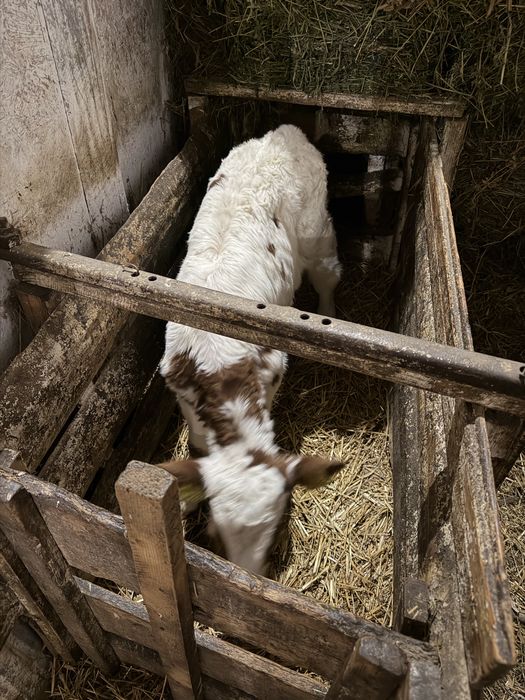 Vand vitea rasa baltat