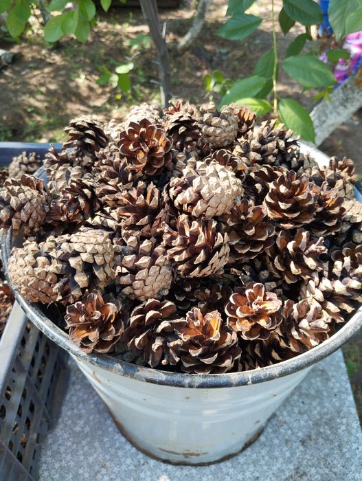 Шишки для декора