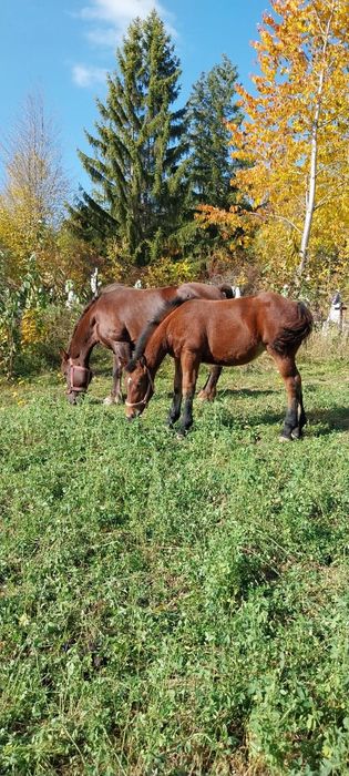 Vând mânză de 5 luni