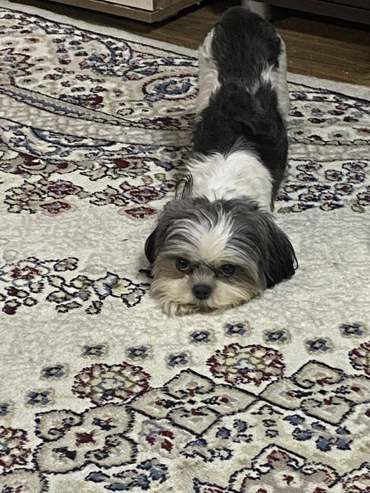 Продам собачку ши-тцу