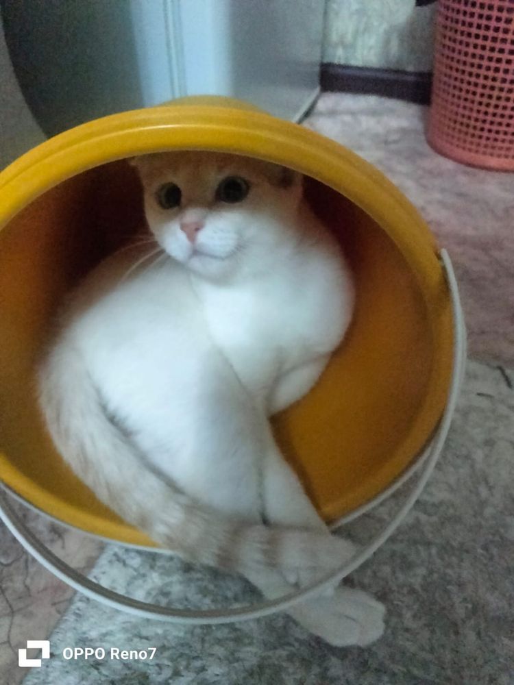 Бесплатно! Отдам кошечку в добрые руки