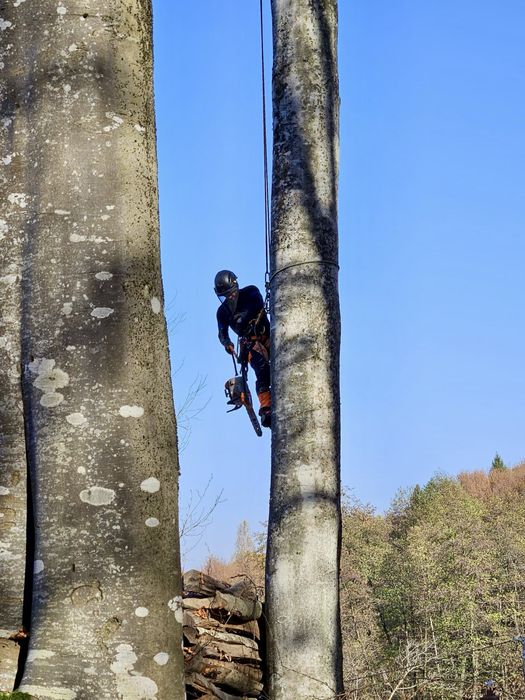 Toaletari-Taieri copaci