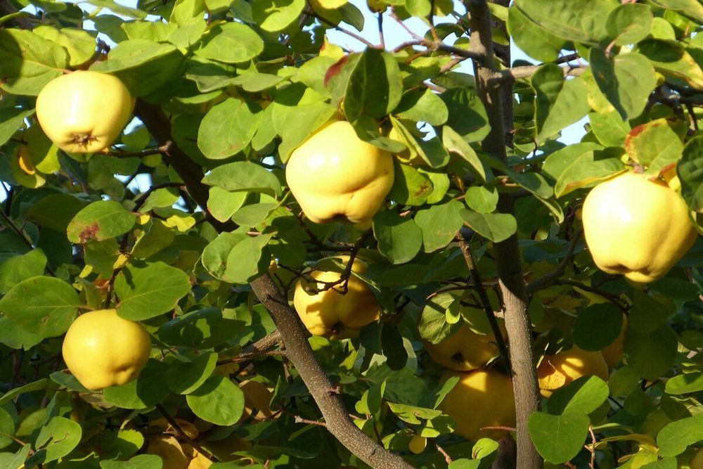 Pomi Fructiferi Columnari (Soiuri De Gutui )
