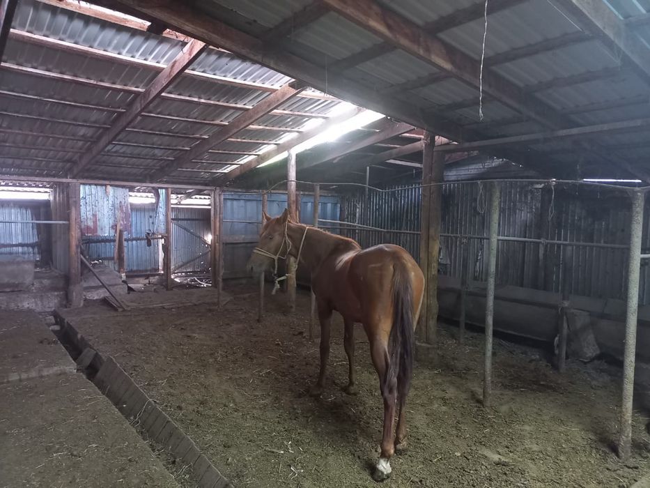 Тез арада Жылқы сатылады