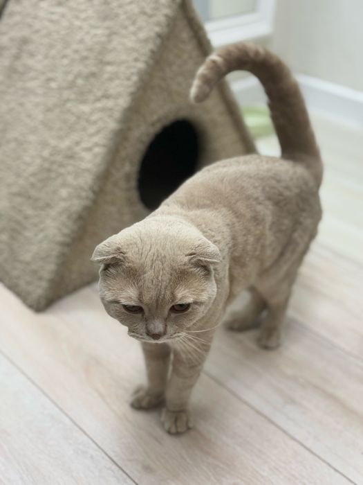 Шотландский вислоухий кот (Скоттиш-фолд) возраст 2года (08.11.23г д.р)