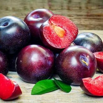 Pomi Fructiferi  deosebiti  soiuri rare