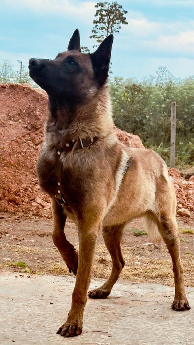 Белгийска Малиноа