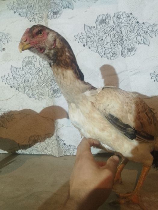 Жожа мокйонла сотилади карес зот