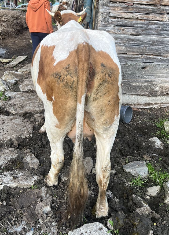Vaca  cu  vitel