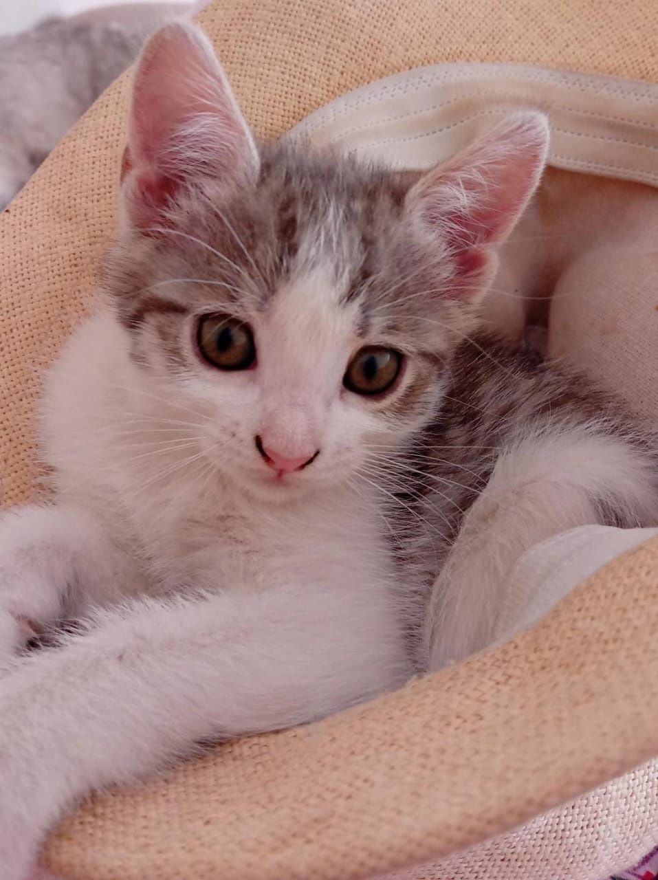 Отдаю котят,в хорошие руки!!!