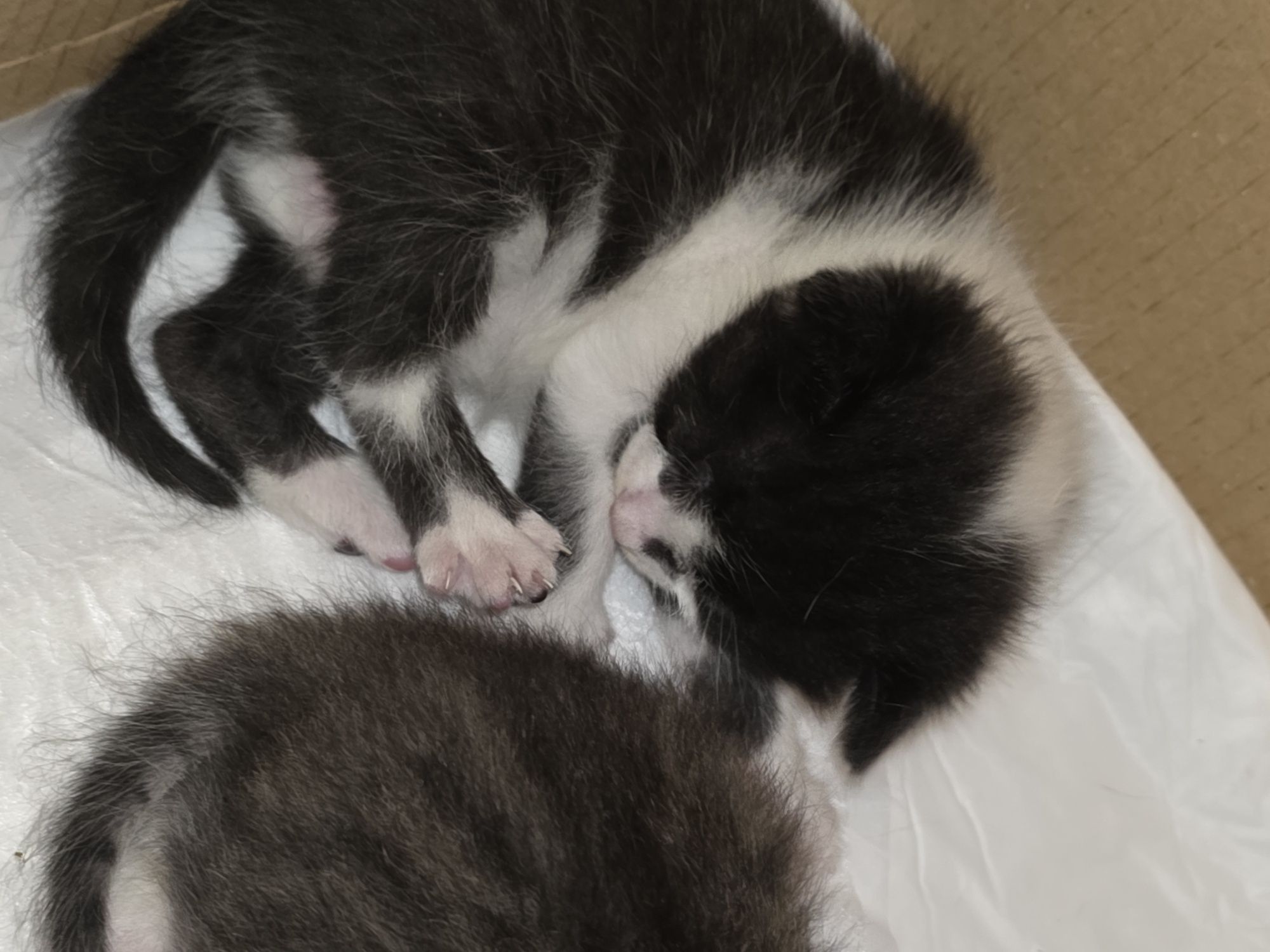 3 котенца, родени на 10.04. търсят домовете си
