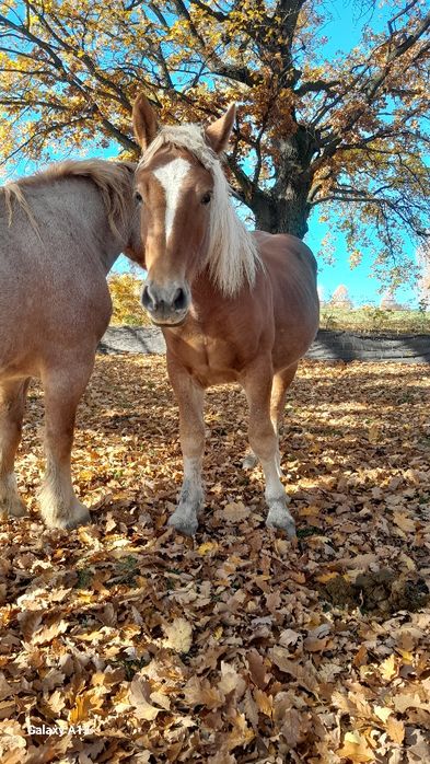 Vând mânz de 1 an și 5 luni