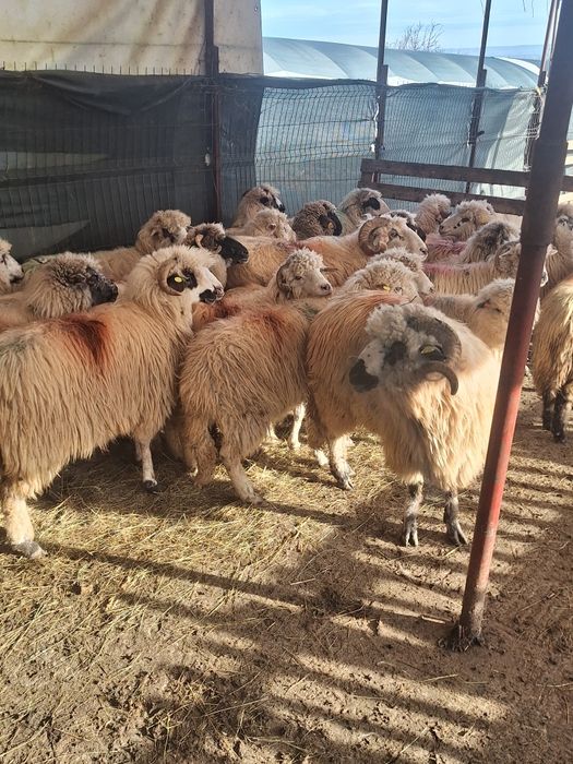 Vând 19 oi gestante