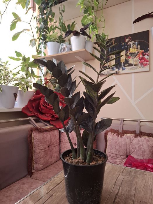 Замиокулькас — «Долларовое дерево»
Замиокулькас — стильное и неприх