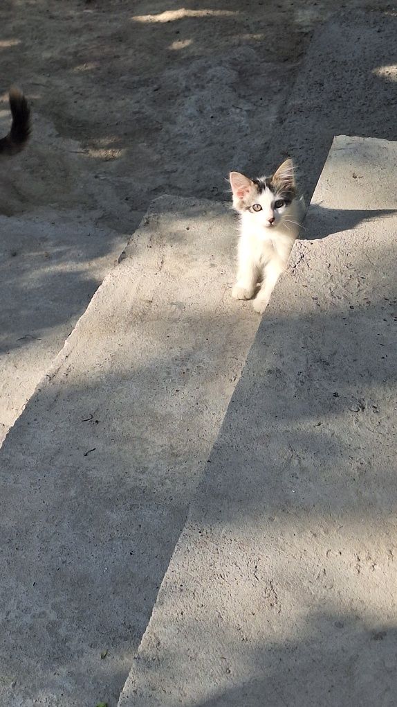 Отдам срочно двух котят от домашней кошки!