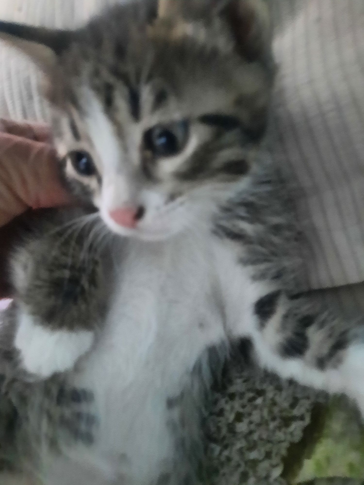 Котята британцы месяц и 10 дней им