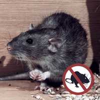 ДЕЗИНФЕКЦИЯ от мыши и крысы