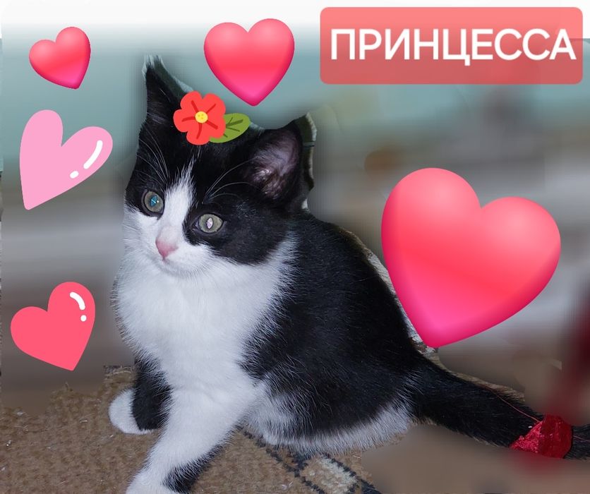 Дарю милых котят