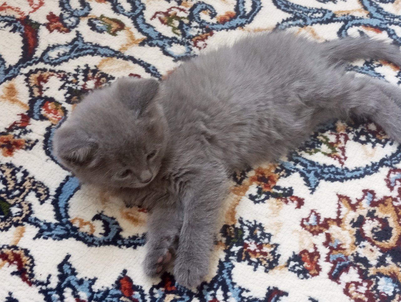 Scottish fold mushukcha