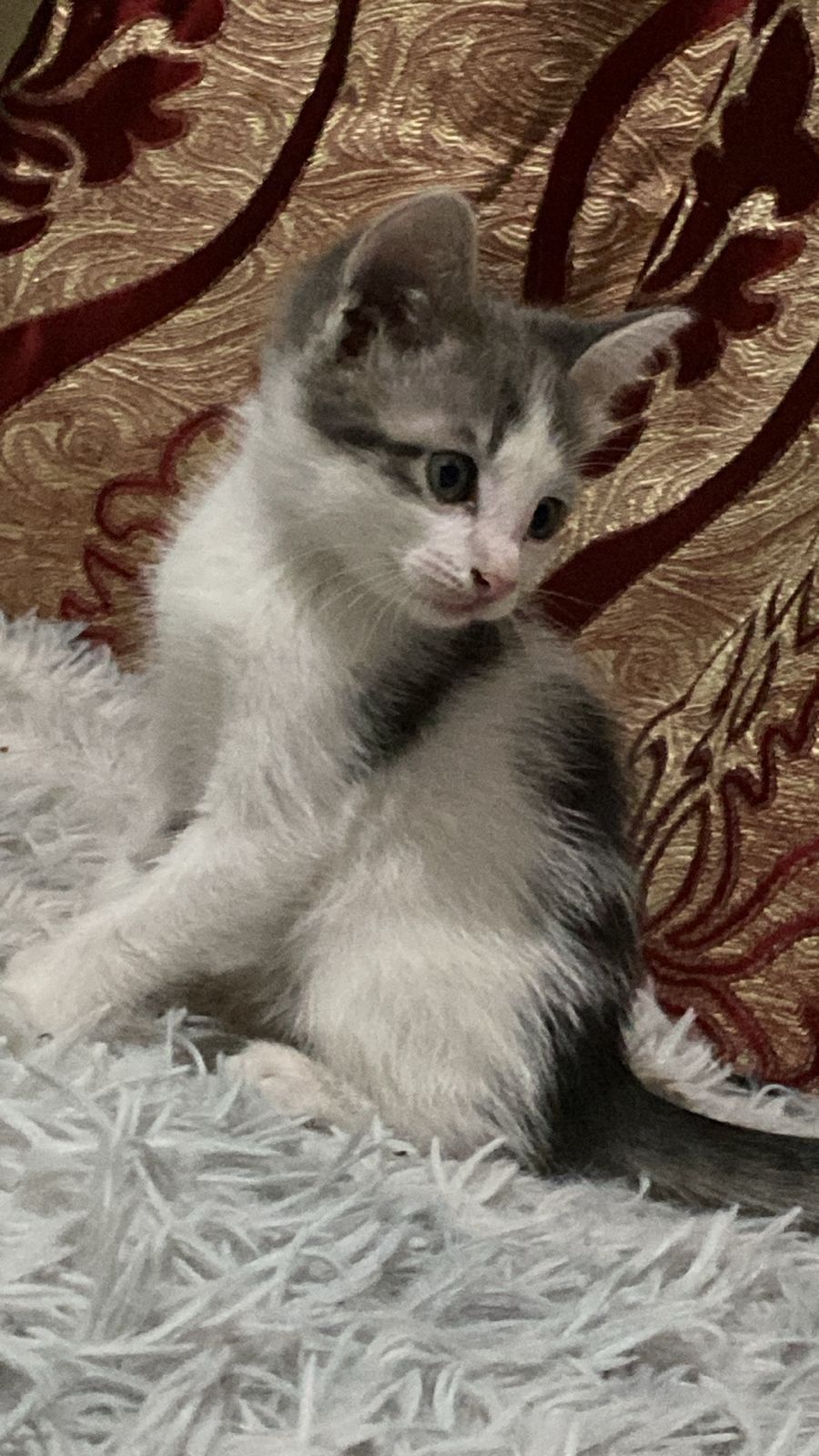 Отдам даром котят