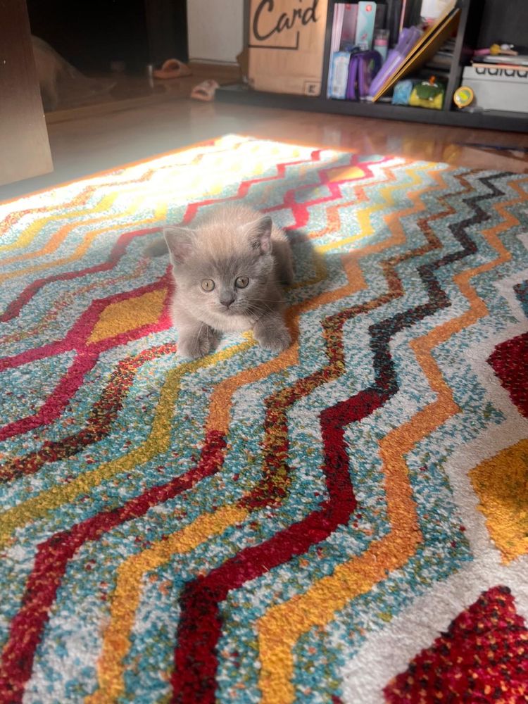 puiuti scottish fold/straight si british