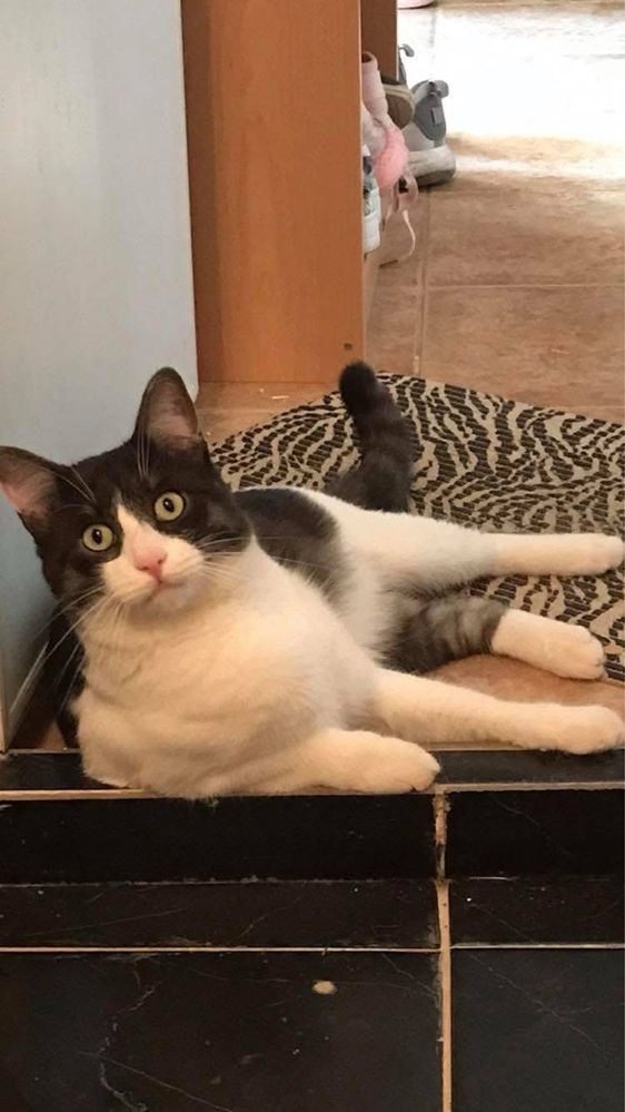 Мъжки котарак на 7год.