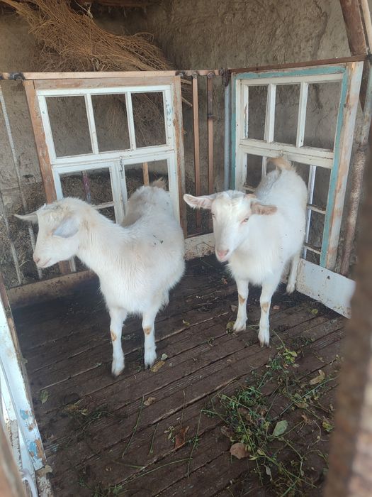 Занин зотли эчкилар сотилади.онаси ва 7 ойлик 2 та боласи