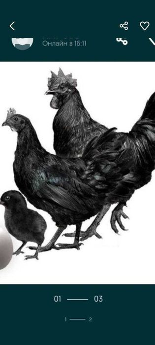 Ухайли тухумлари сотилади Қарши шаҳри