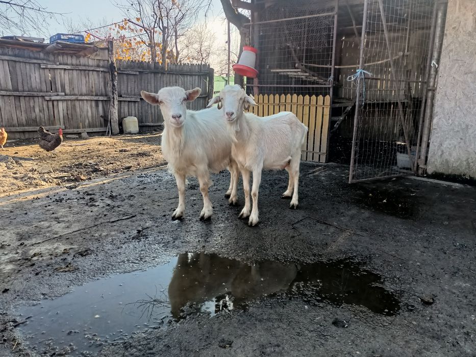 Vând 2 capre bune de lapte