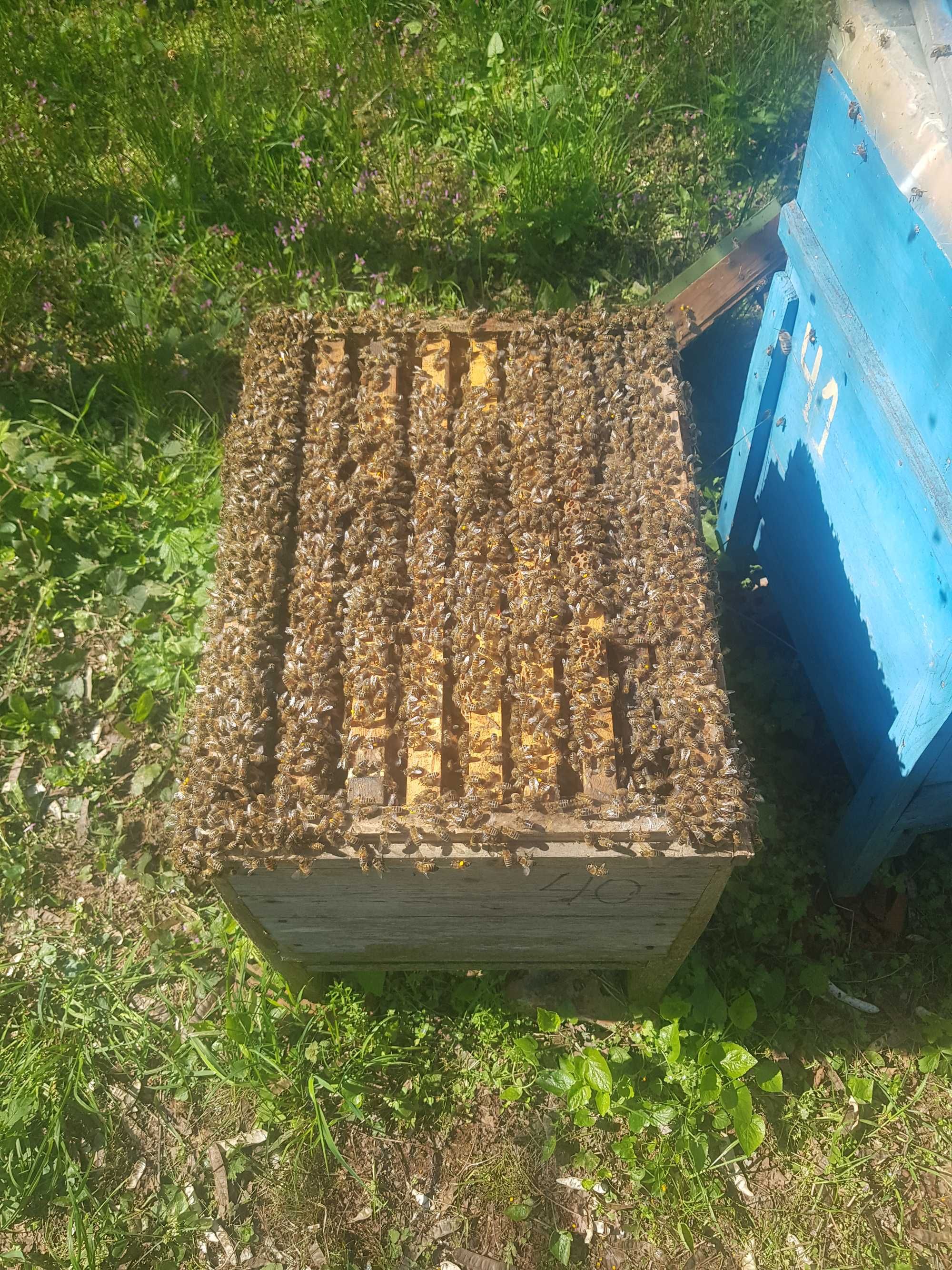 Пчелни отводки система
Дадан Блат за 2024г